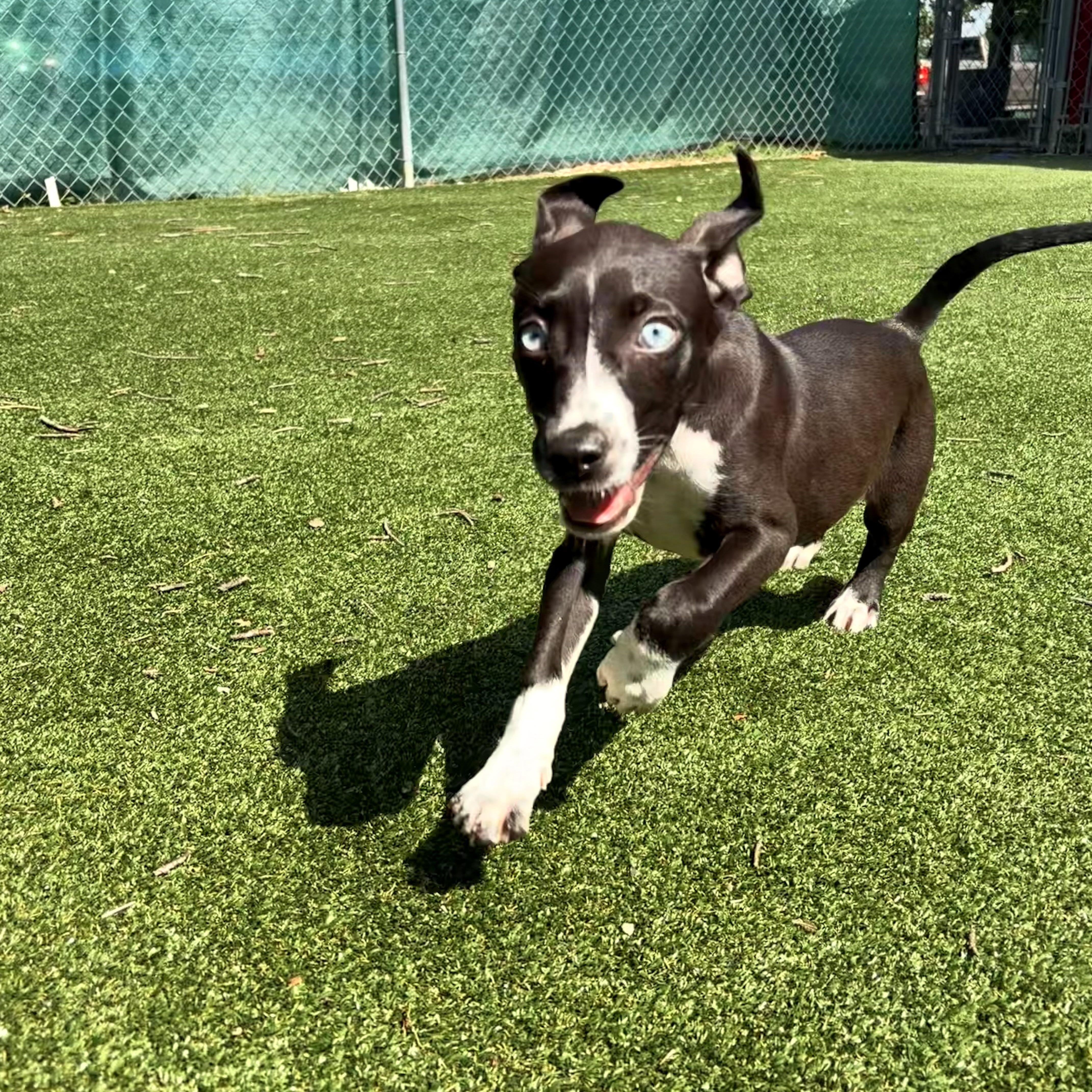 A baby medium-sized female Black Pit Bull Terrier dog named Fionna for adoption in Gallatin, TN