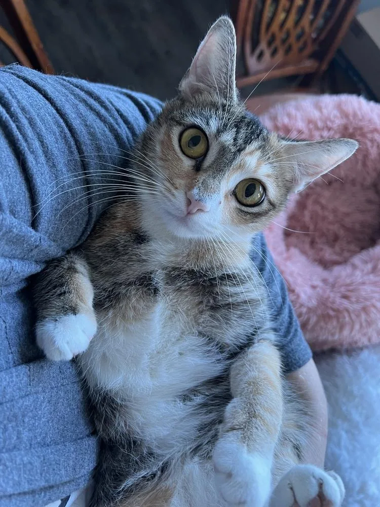 Carmellaborn Jan thumbnail 2