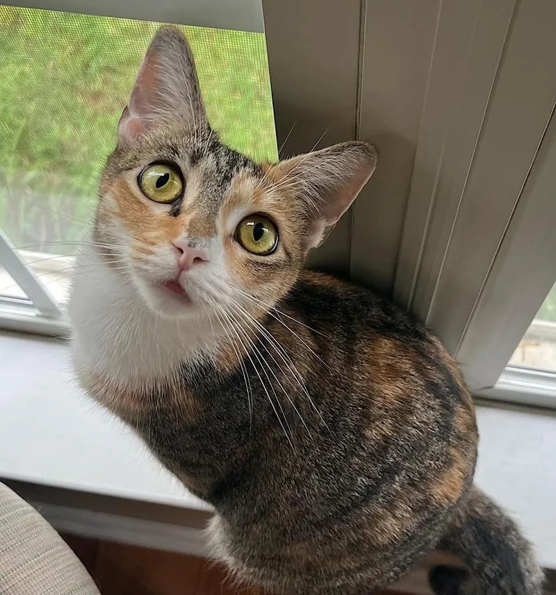 Carmellaborn Jan thumbnail 3