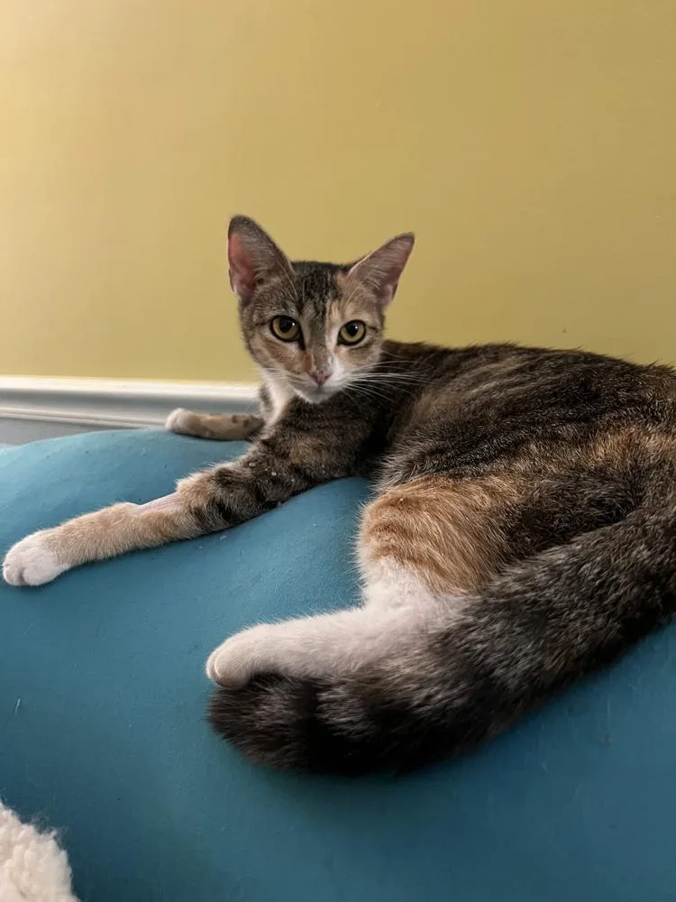 Carmellaborn Jan thumbnail 5