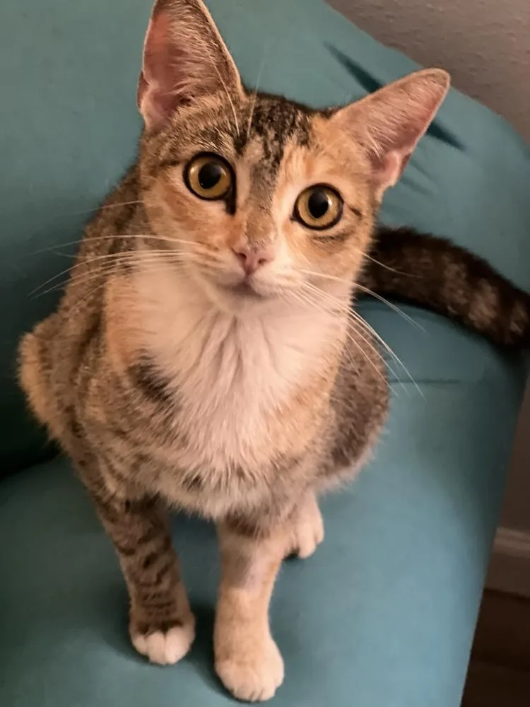 Carmellaborn Jan thumbnail 6