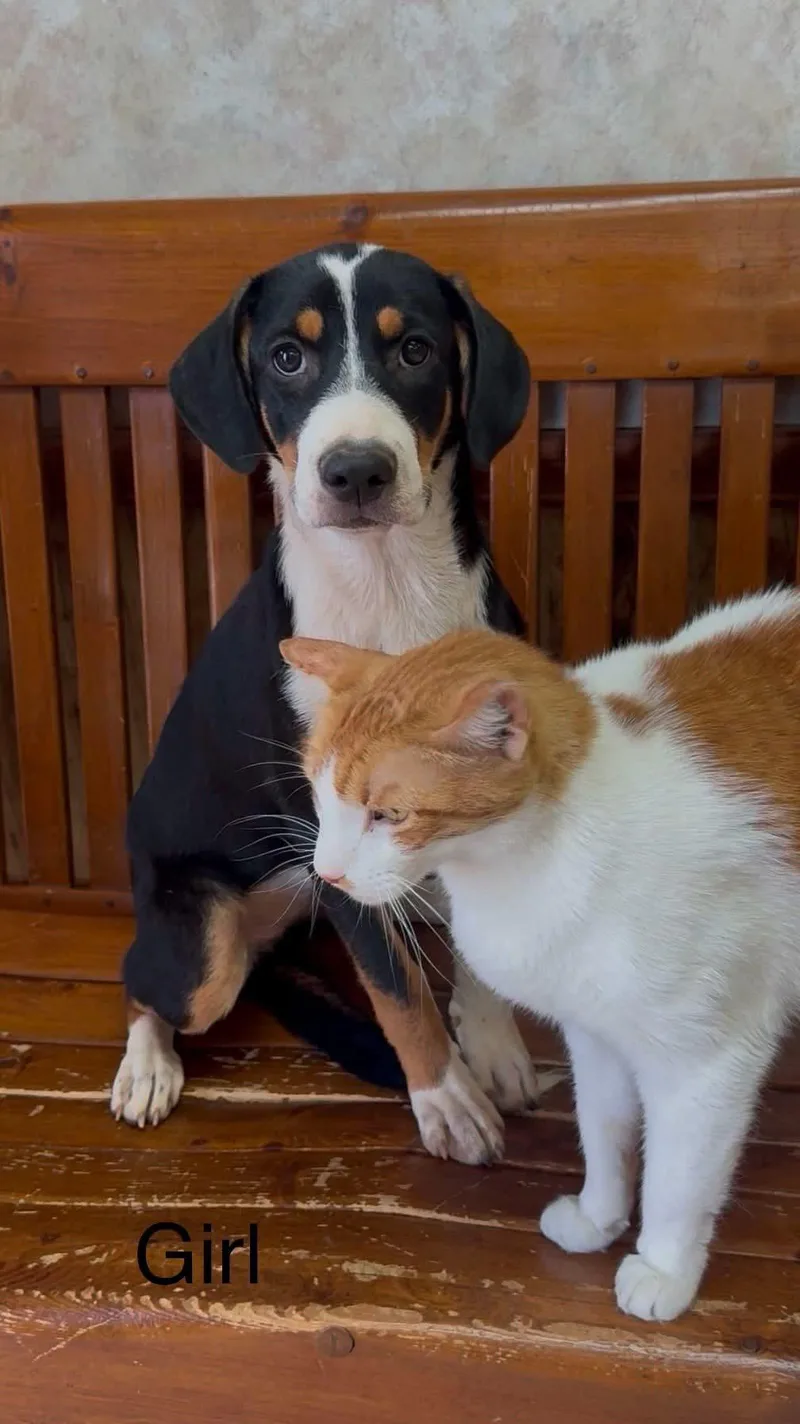 A baby medium-sized female Greater Swiss Mountain Dog dog named Patti for adoption in Tyler, TX