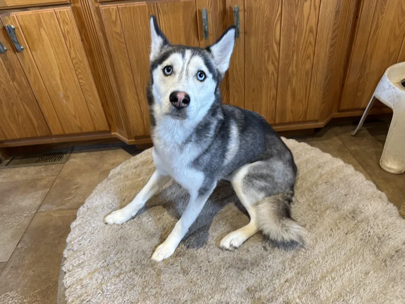 A baby medium-sized female Husky dog named Small & Petite for adoption in Northwood, OH