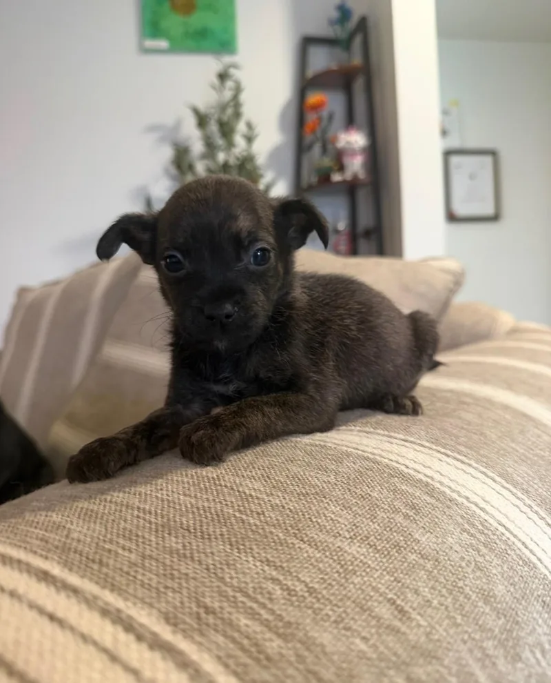 A baby medium-sized male Terrier dog named Artie for adoption in Berlin, NJ