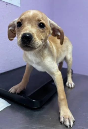 A baby small-sized male Yellow / Tan / Blond / Fawn Mixed Breed dog named 60791670 for adoption in El Paso, TX