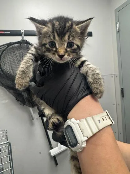A baby small-sized male Domestic Short Hair cat named Auron for adoption in Sevierville, TN