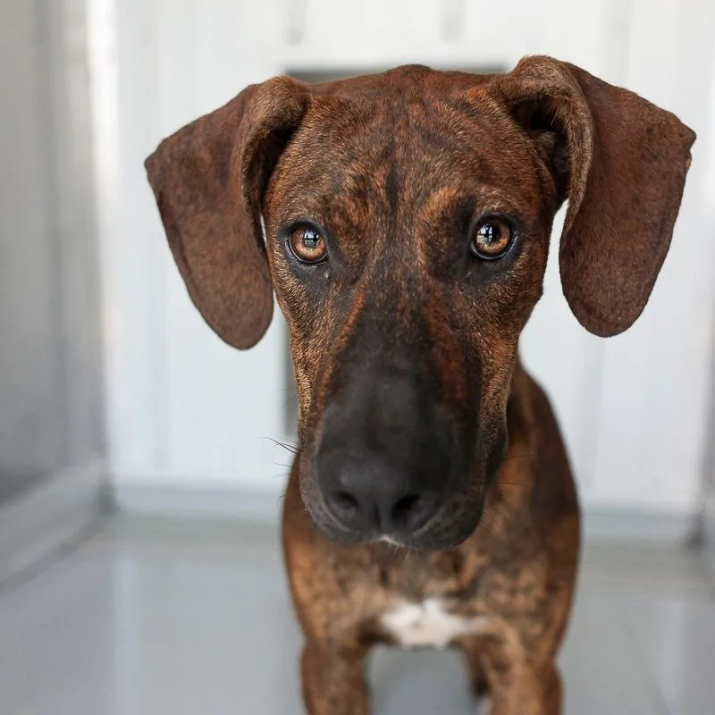 A young medium-sized female Brindle Hound dog named Sunny for adoption in Bradenton, FL