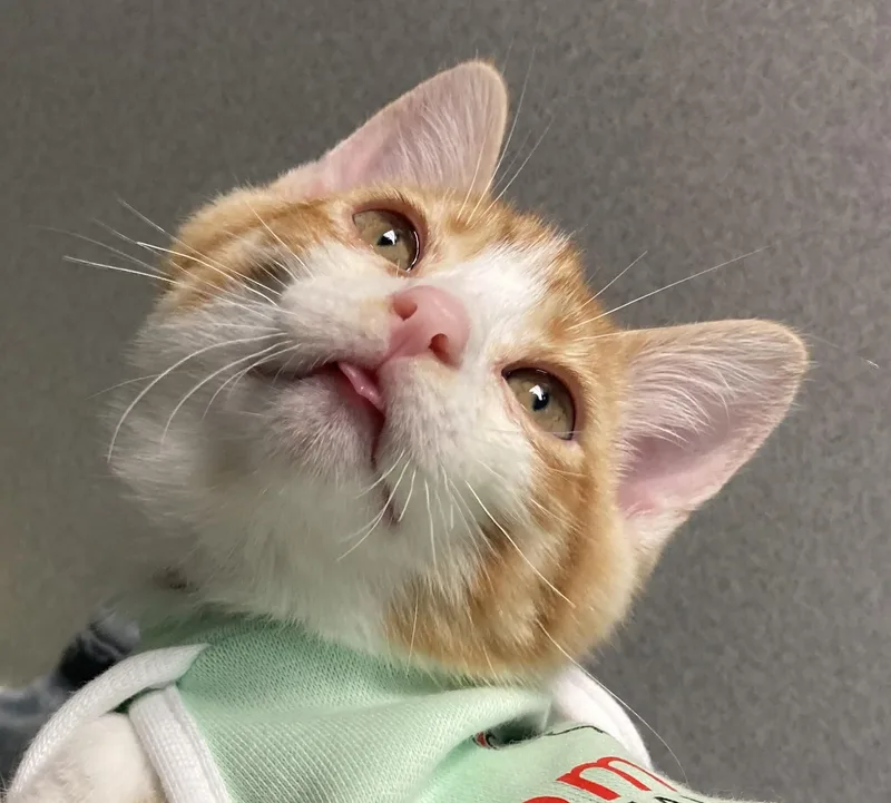 A baby medium-sized male Orange & White Domestic Short Hair cat named Pillsbury for adoption in Grayslake, IL