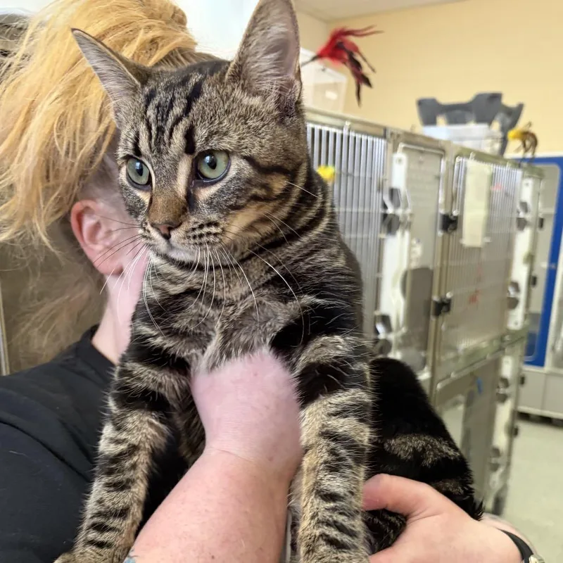 An adult medium-sized female Brown / Chocolate Domestic Short Hair cat named Lynelle for adoption in Pasadena , MD