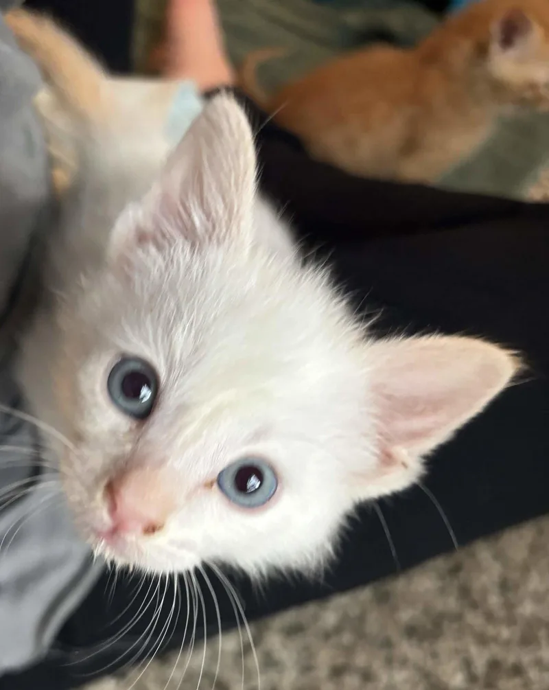 A young medium-sized male White Domestic Short Hair cat named Joe for adoption in Fort Worth, TX