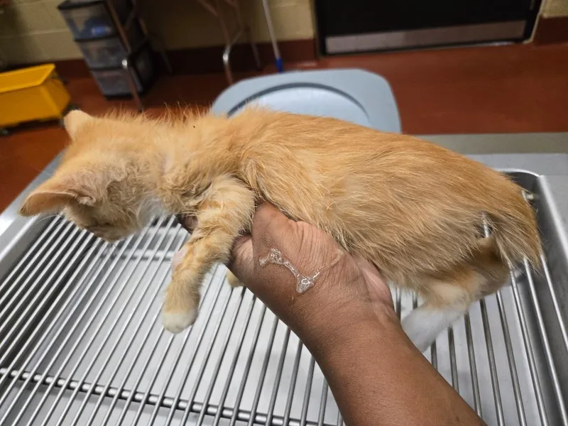A baby small-sized male Domestic Short Hair cat named Red for adoption in Douglasville, GA