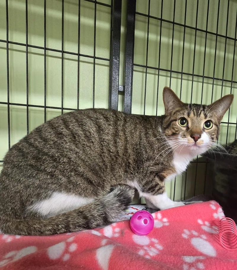 A young medium-sized male Domestic Short Hair cat named Tennessee Jed for adoption in Auburn, IN