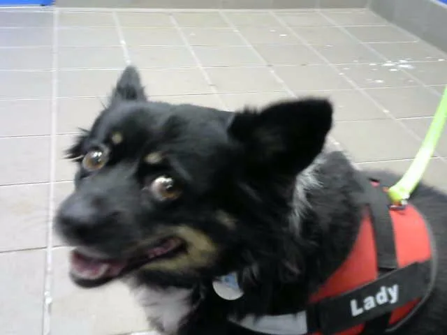 An adult medium-sized female Australian Shepherd dog named Lady for adoption in Albuquerque, NM