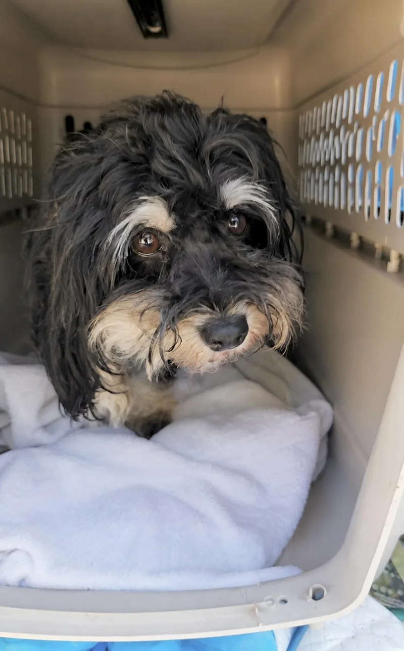 An adult small-sized female Shih Tzu dog named Lila for adoption in Huntingtown, MD