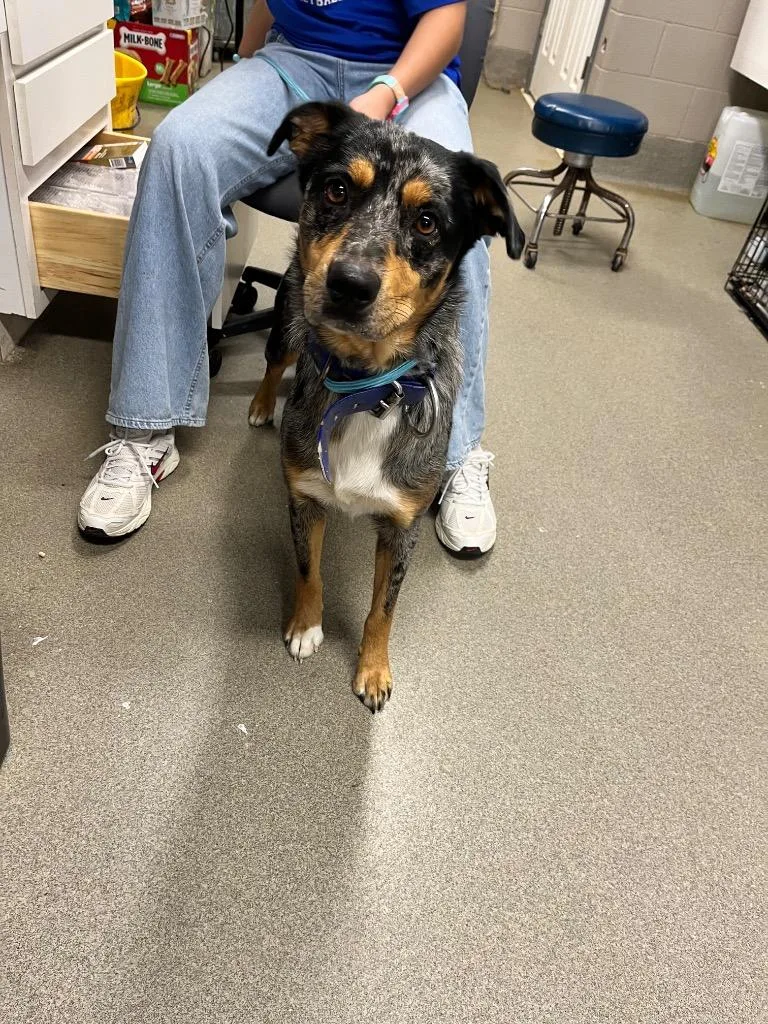 A young medium-sized female Australian Shepherd dog named Chey for adoption in Hopkinsville, KY