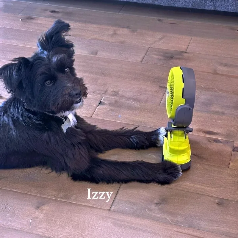 A young small-sized female Schnauzer dog named Izzy for adoption in Helena, AL