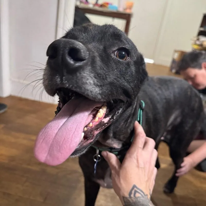 An adult medium-sized male Brindle Mixed Breed dog named Kevin J Beacon for adoption in lawton, OK