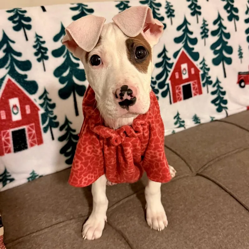 A young medium-sized female White / Cream Mixed Breed dog named Puff for adoption in Fredericksburg, VA