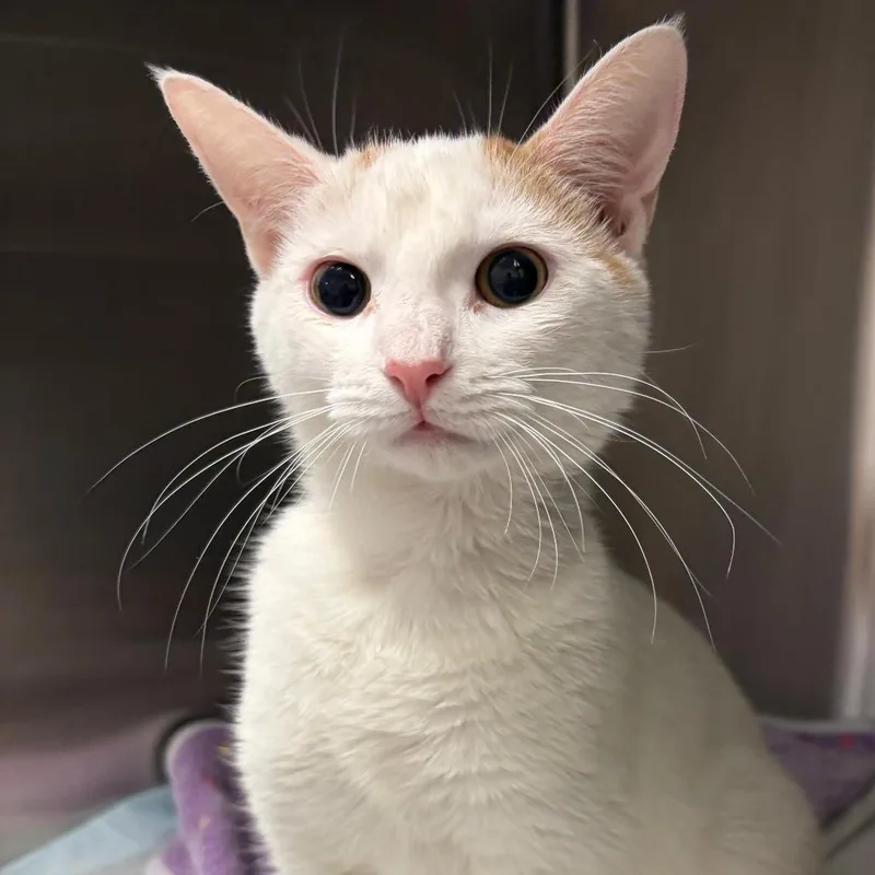 An adult medium-sized female White Domestic Short Hair cat named Haven for adoption in Greensboro, GA