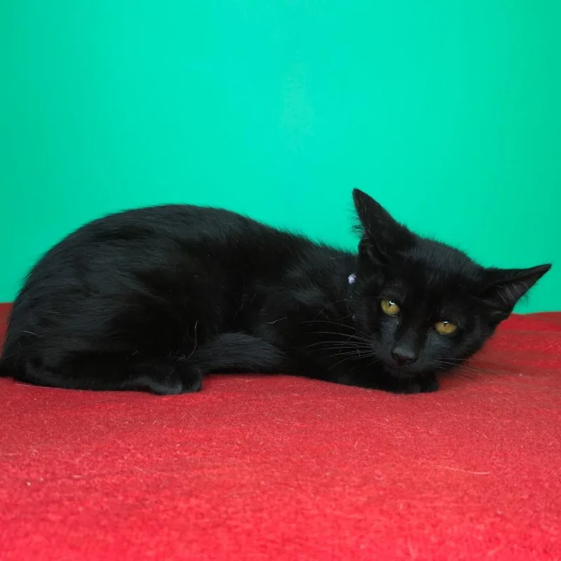 A baby small-sized male Black Domestic Short Hair cat named Fritz for adoption in San Antonio, TX