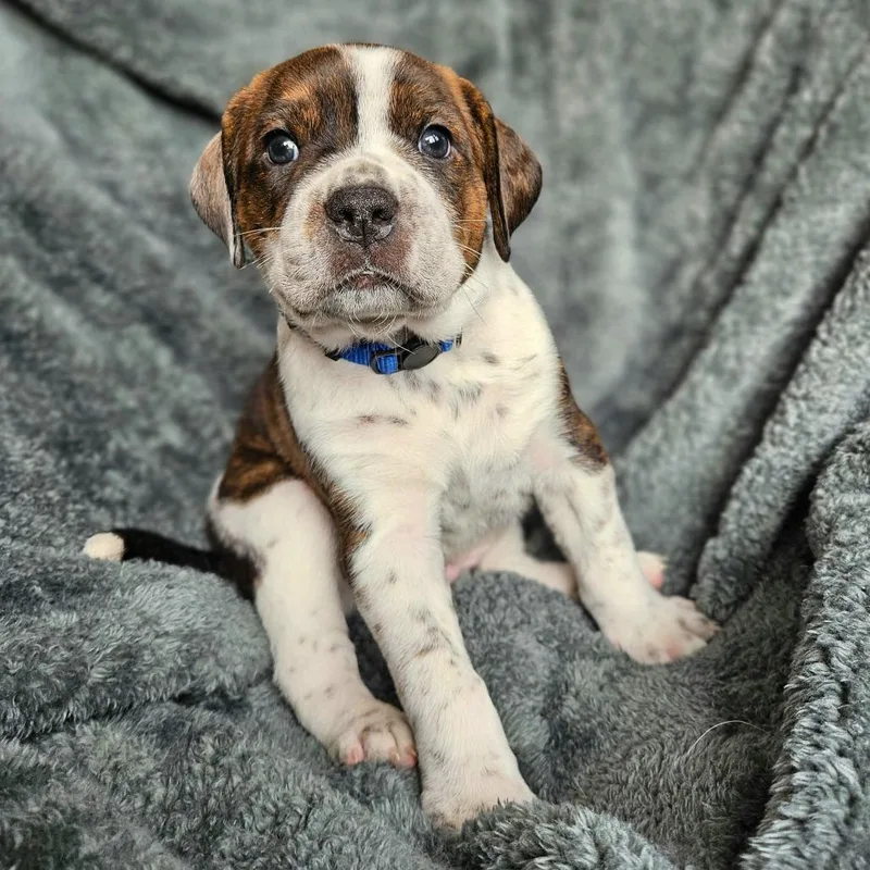 Bindi's Pup Tyr thumbnail 2