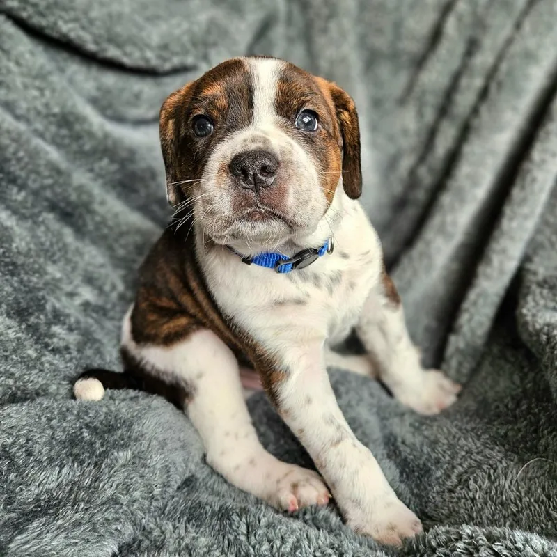 Bindi's Pup Tyr thumbnail 3