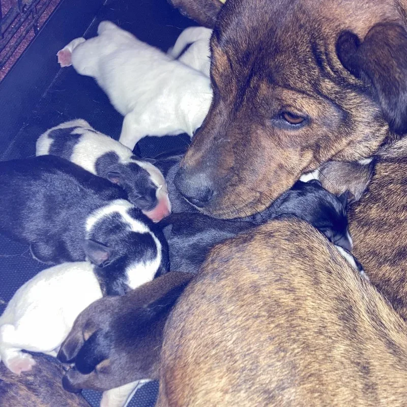 Bindi's Pup Tyr thumbnail 4