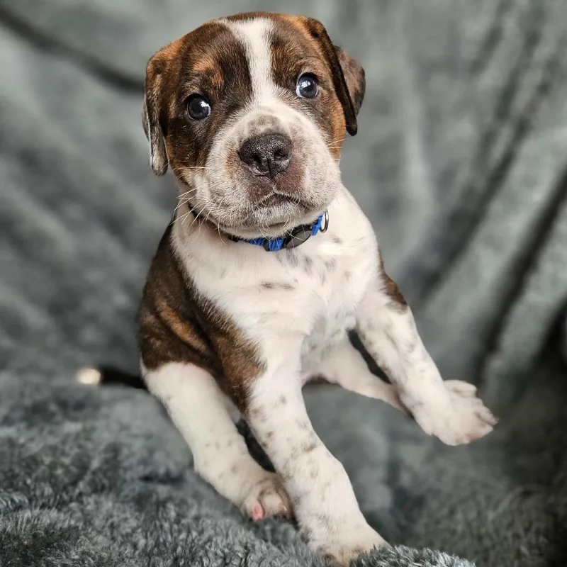 Bindi's Pup Tyr thumbnail 5