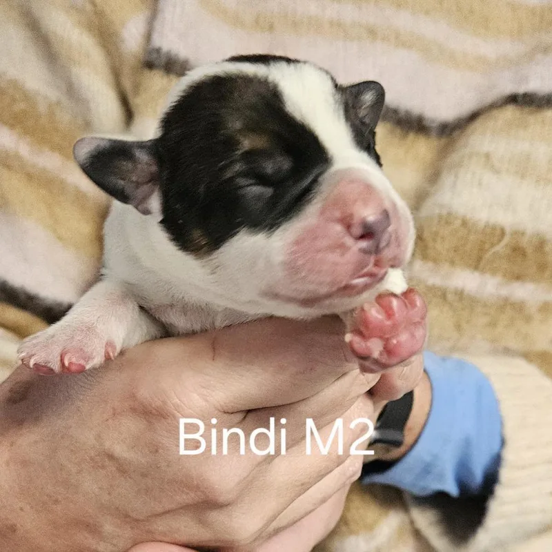 Bindi's Pup Tyr thumbnail 6