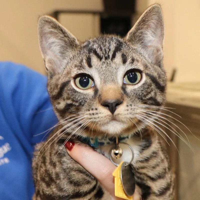 A baby small-sized male Domestic Short Hair cat named Hart for adoption in Port Washington, NY