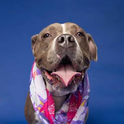 Sweetie Pie thumbnail 2