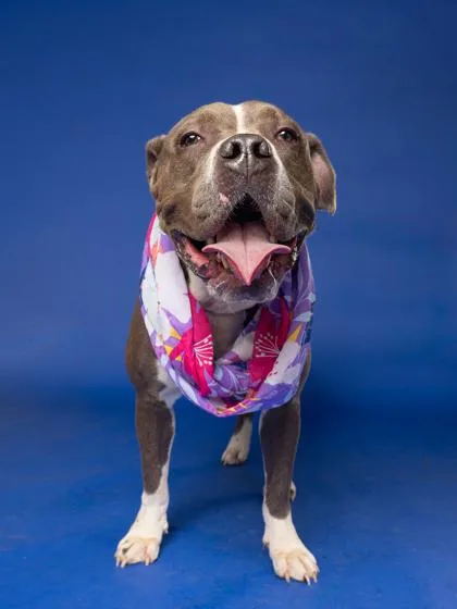 Sweetie Pie thumbnail 3