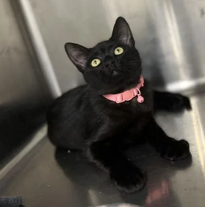 A baby medium-sized female Domestic Short Hair cat named Sabrina for adoption in Humboldt, IA