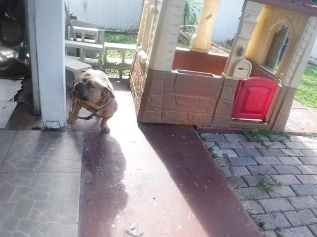 An adult medium-sized female English Bulldog dog named Baby for adoption in Miami, FL
