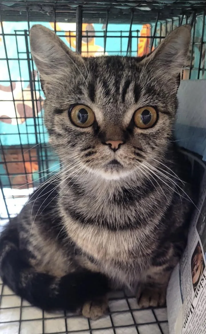 An adult medium-sized female Brown / Chocolate Domestic Short Hair cat named Stella for adoption in Oviedo, FL