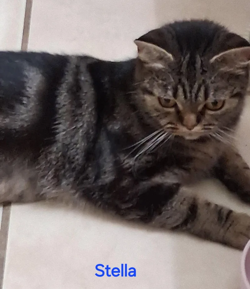 Stella thumbnail 2