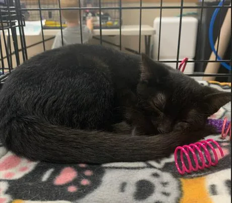 A baby medium-sized male Black Domestic Short Hair cat named Rafferty for adoption in Battle Creek, MI