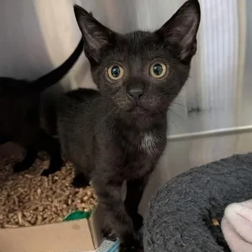 A baby small-sized male Domestic Short Hair cat named Geoffrey Garden Oaks K for adoption in Bridgewater, NJ