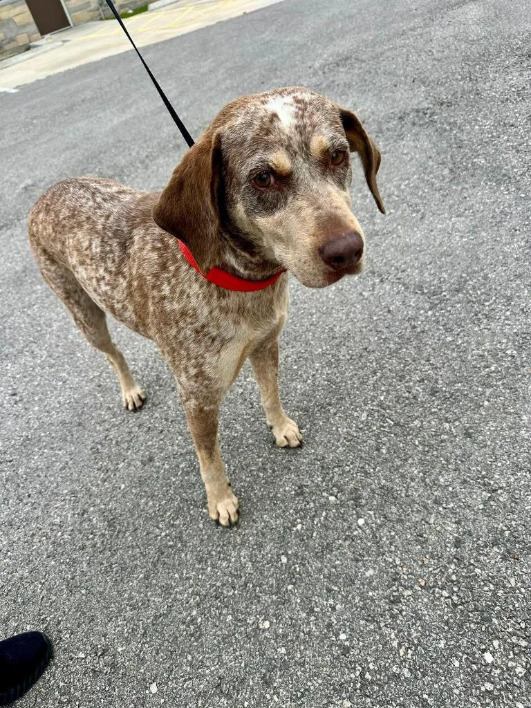 An adult large-sized female Labrador Retriever dog named Sally for adoption in Huntsville, TX