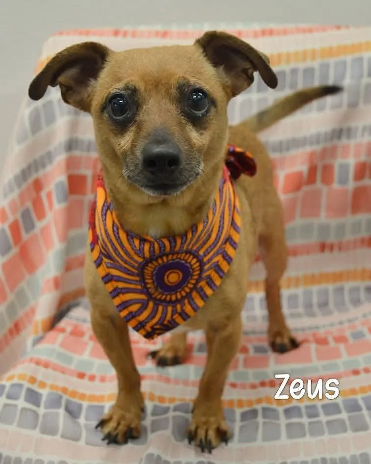 An adult small-sized male Dachshund dog named Zeus for adoption in Grand Bay, AL