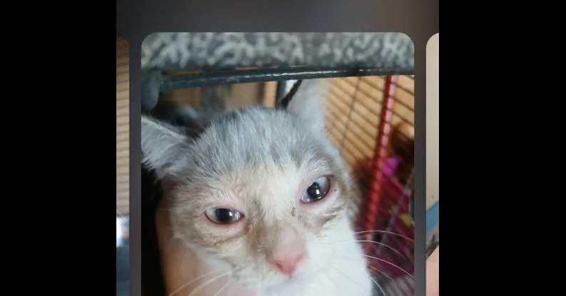 A baby small-sized female Gray & White Domestic Short Hair cat named Gracie for adoption in Thatcher, AZ