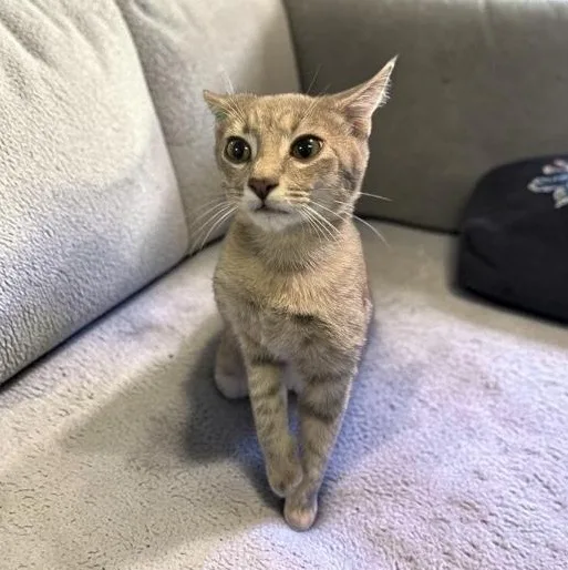 A baby small-sized female Tabby (Brown / Chocolate) Domestic Short Hair cat named Mango for adoption in Elyria, OH