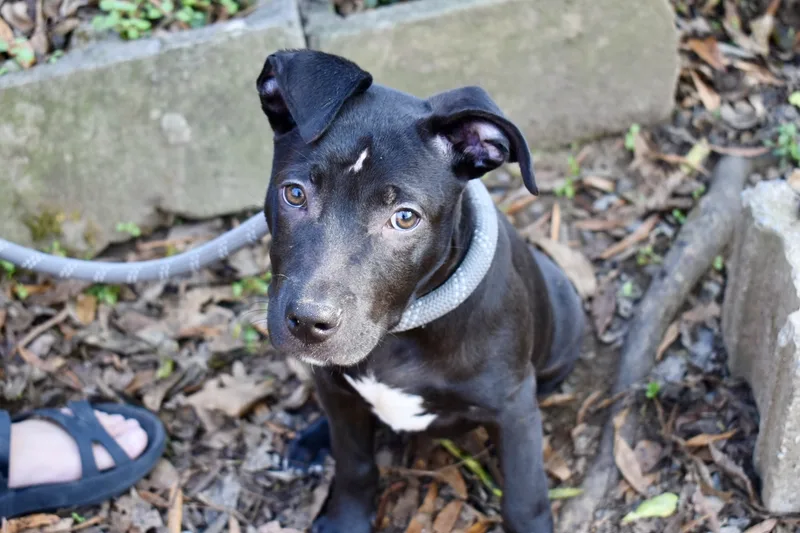 Buttercup thumbnail 2