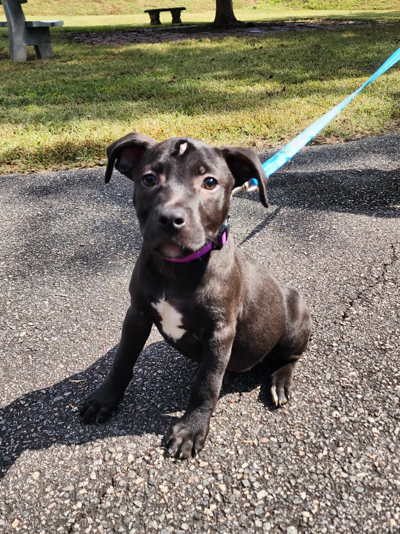 Buttercup thumbnail 3