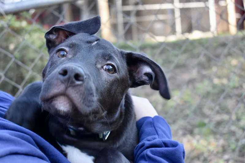 Buttercup thumbnail 4