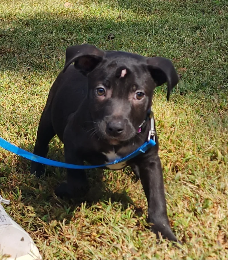 Buttercup thumbnail 5