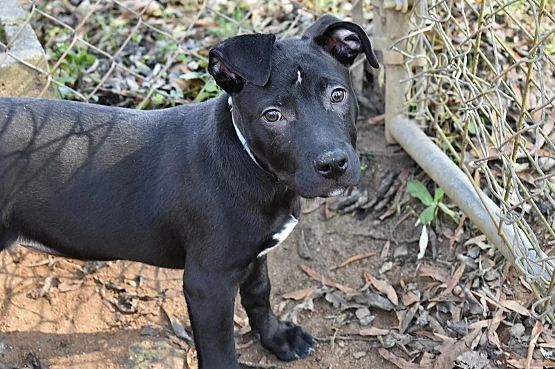 Buttercup thumbnail 6