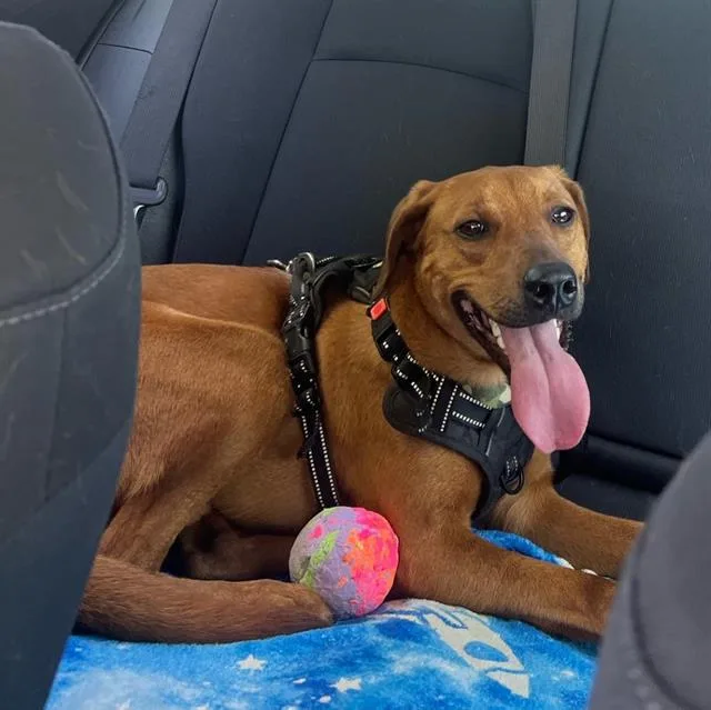 A young large-sized male Vizsla dog named Bexar for adoption in San Antonio, TX