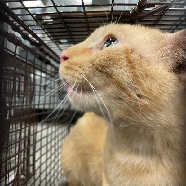 An adult medium-sized male Domestic Short Hair cat named Rocky for adoption in Des Moines, IA