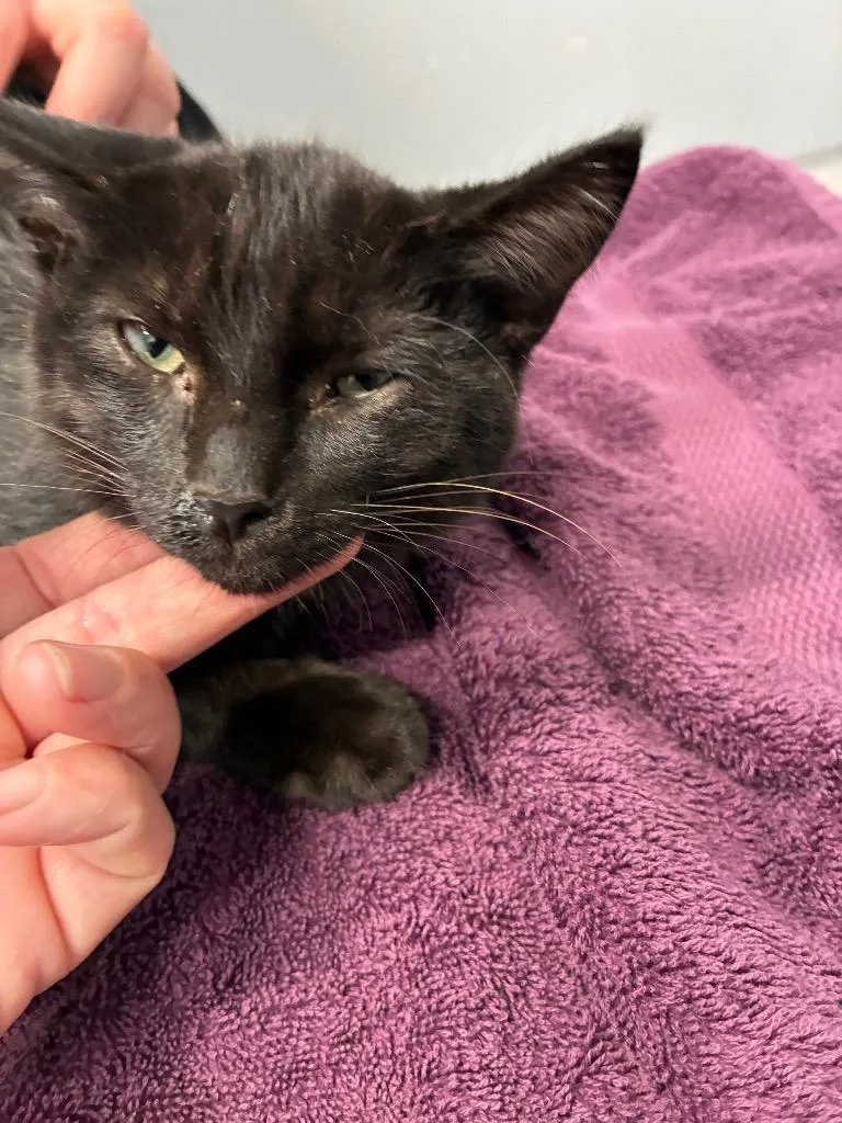 A baby medium-sized male Domestic Short Hair cat named Baldwin for adoption in Bloomington, IN